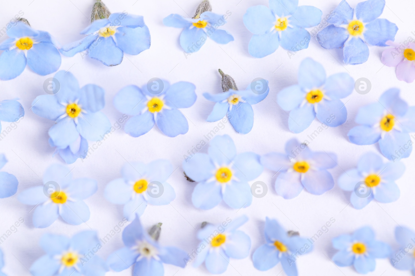 Photo of Beautiful forget-me-not flowers on white background, closeup