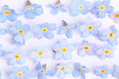 Beautiful forget-me-not flowers on white background, closeup