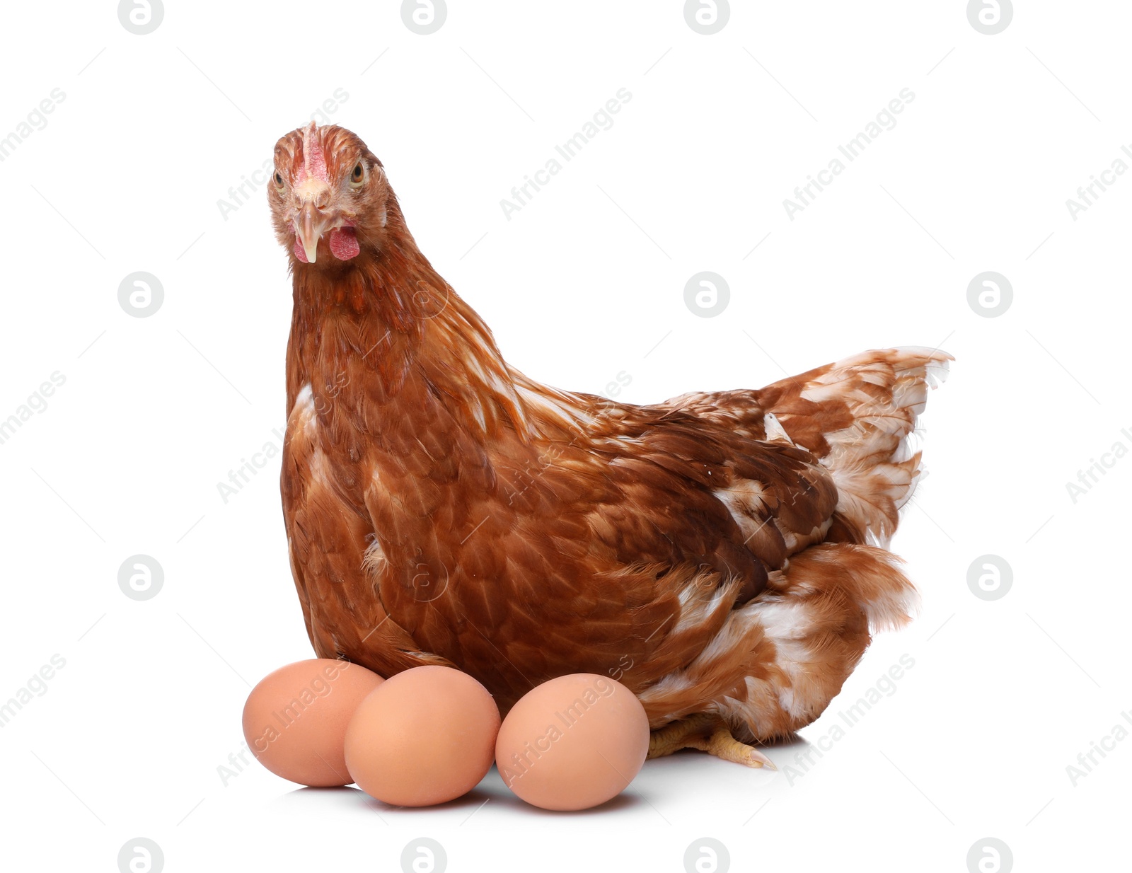 Photo of Chicken with eggs on white background. Domestic animal