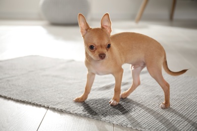 Photo of Cute Chihuahua puppy near wet spot on rug indoors