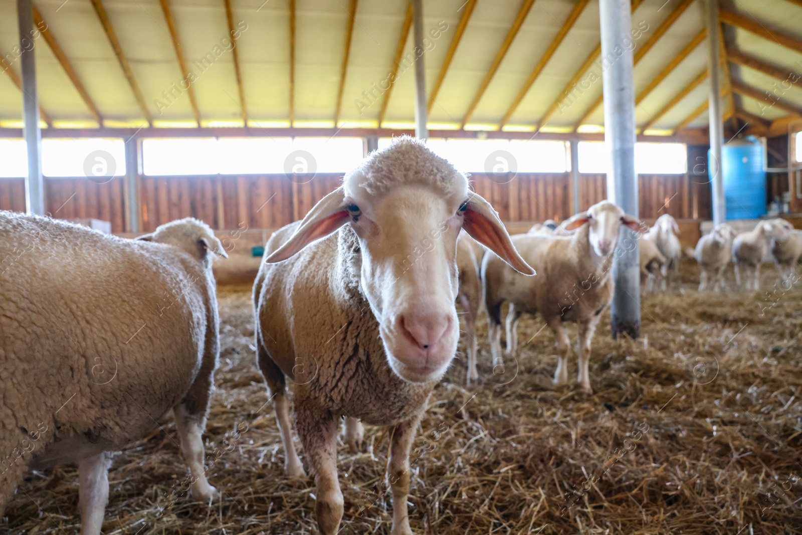 Photo of Many sheep in barn on farm. Cute animals