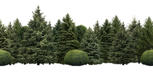 Many different coniferous trees on white background