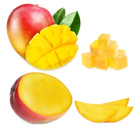 Image of Set with delicious ripe mangos on white background