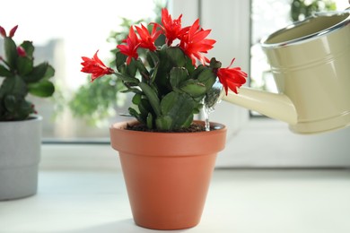 Photo of Watering beautiful blooming Schlumbergera plant (Christmas or Thanksgiving cactus) in pot on window sill