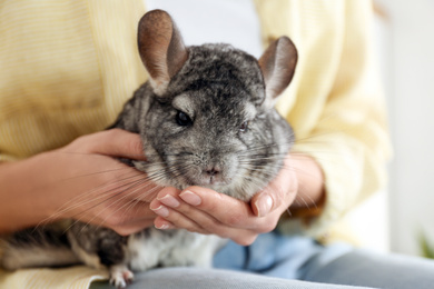 Photo of Woman holding cute chinchilla in room, closeup