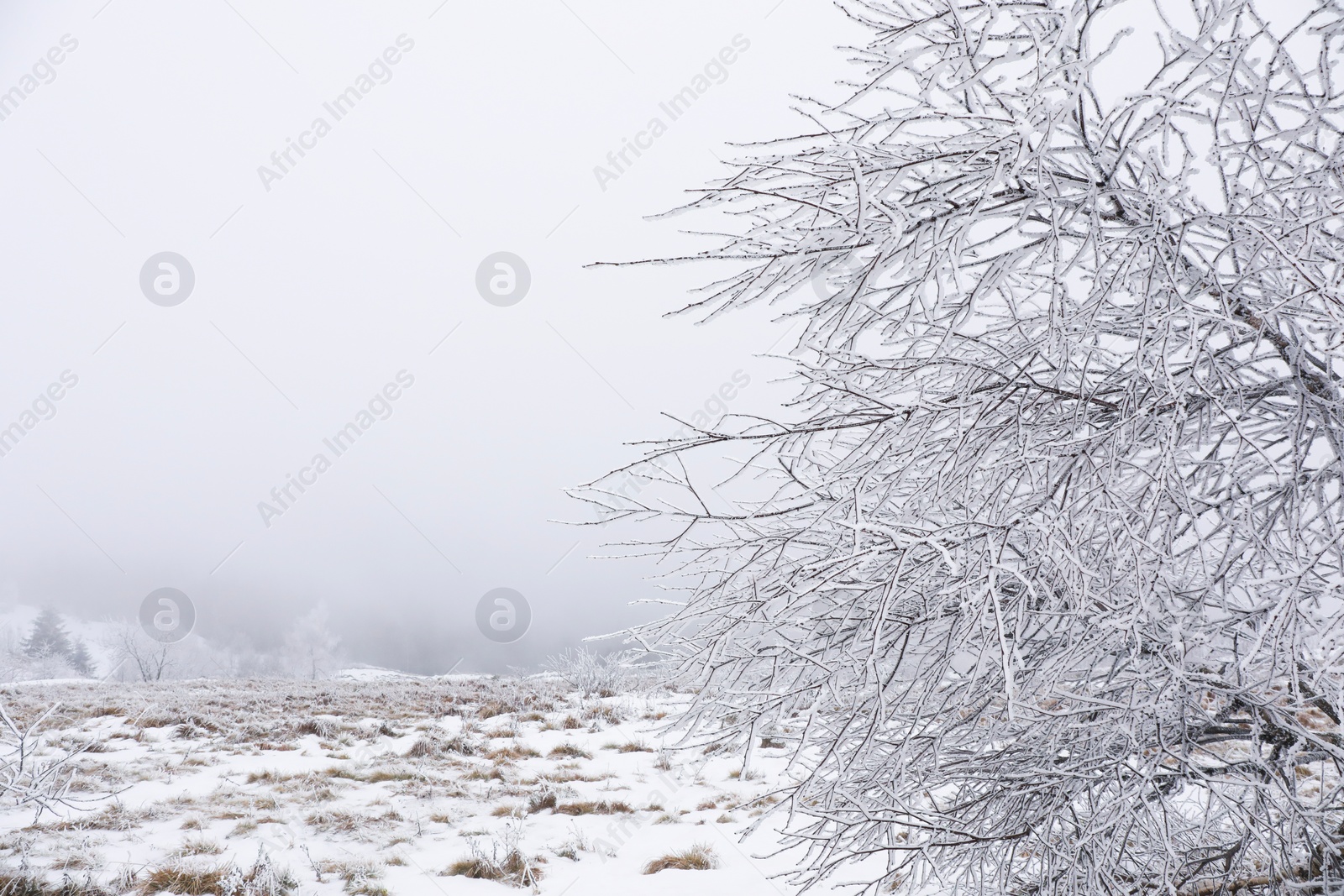 Photo of Beautiful tree covered with snow on winter day. Space for text