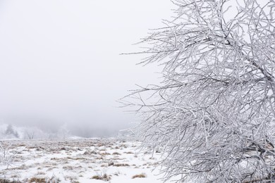 Beautiful tree covered with snow on winter day. Space for text