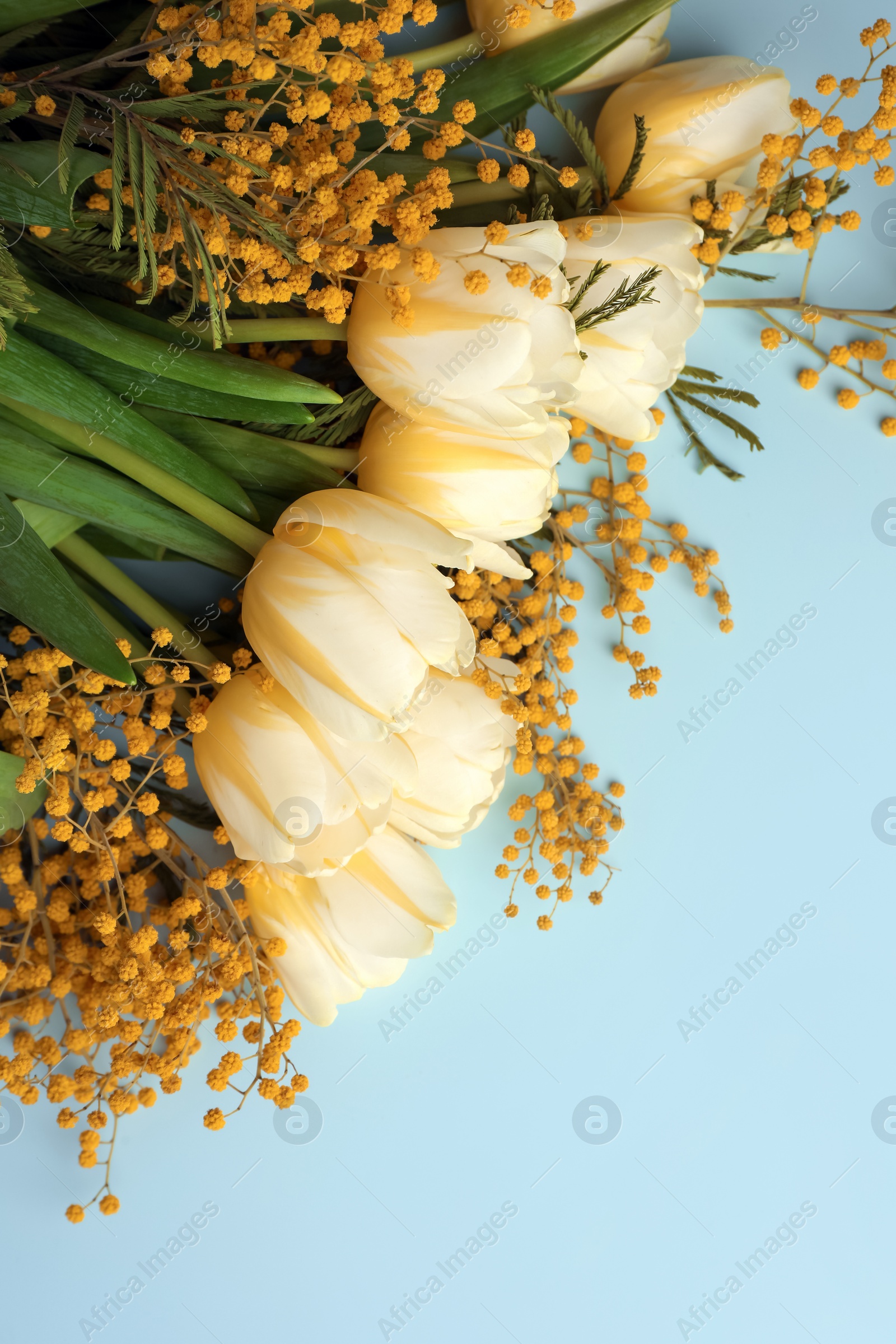 Photo of Bouquet with beautiful tulips and mimosa flowers on light grey background, top view. Space for text