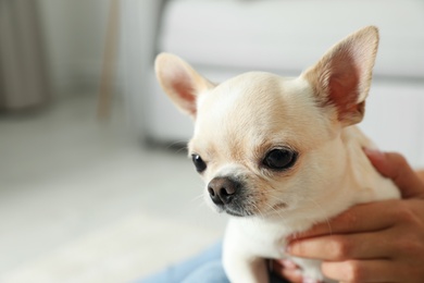 Photo of Young woman with adorable Toy Terrier indoors, closeup. Domestic dog