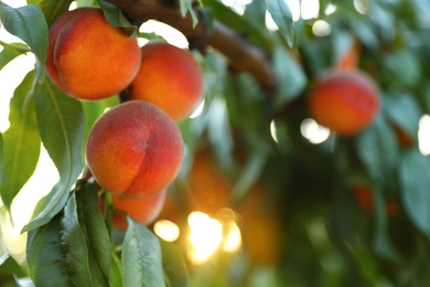 Photo of Fresh ripe peaches on tree in garden