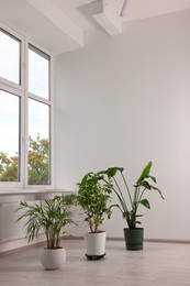 Empty renovated room with potted houseplants and windows