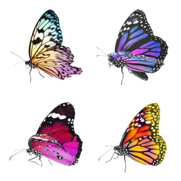 Collection of amazing bright butterflies isolated on white 