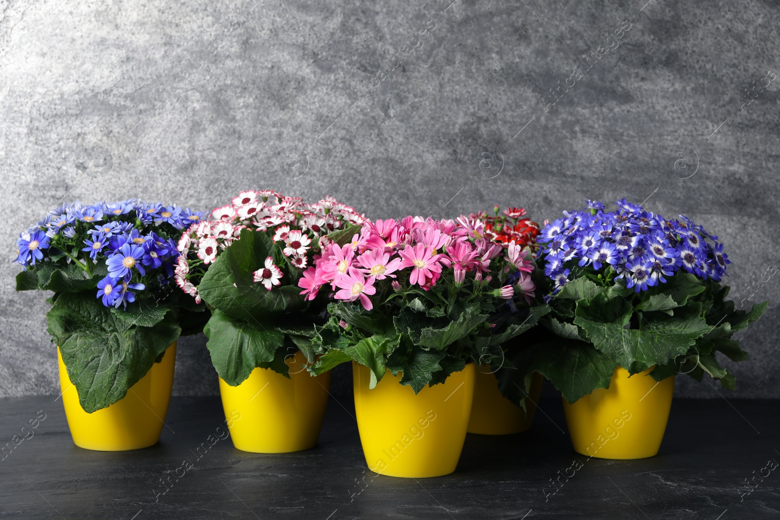 Photo of Beautiful cineraria plants in flower pots on black table