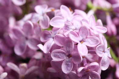 Photo of Beautiful blossoming lilac as background, closeup. Spring flowers