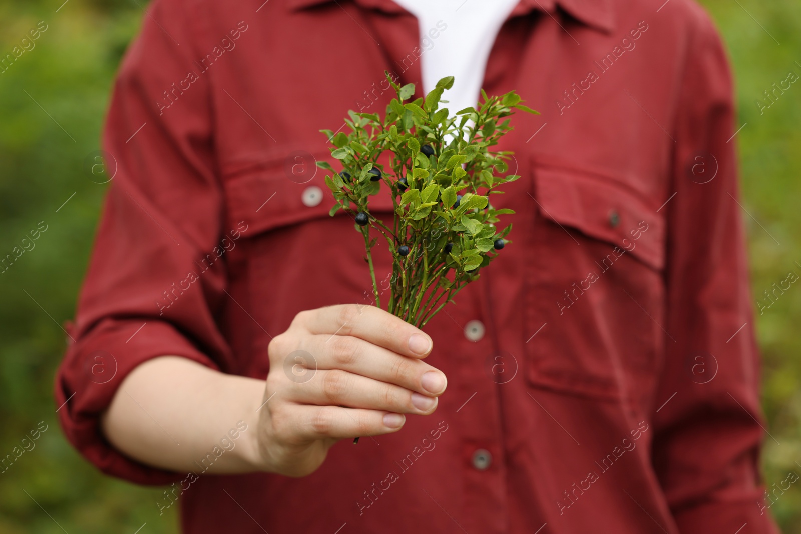 Photo of Woman holding branch with ripe bilberries outdoors, closeup