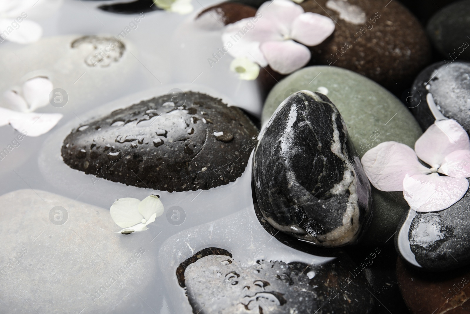 Photo of Stones and flowers in water as background, closeup. Zen lifestyle