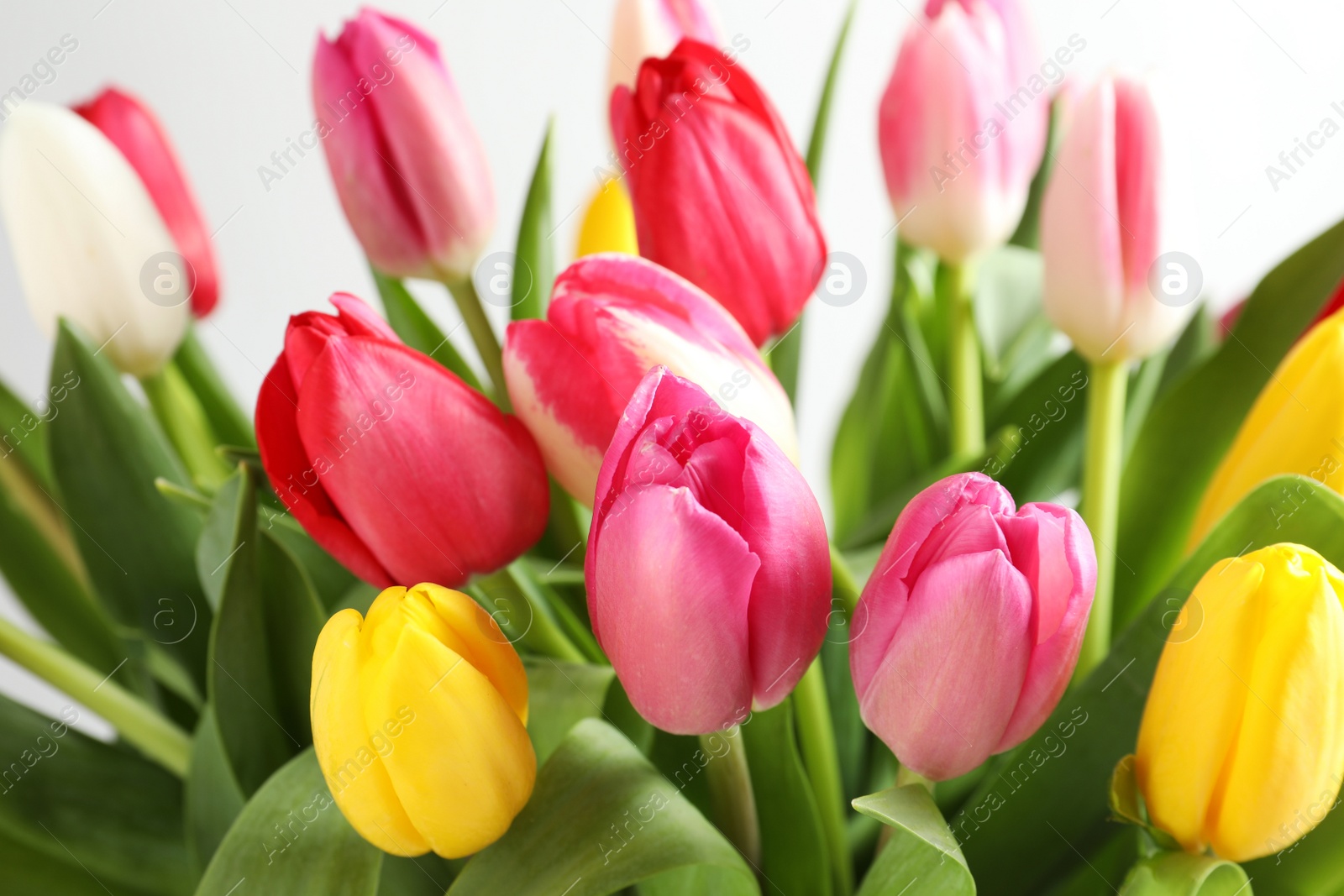 Photo of Beautiful bouquet of bright tulip flowers on light background, closeup