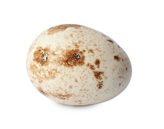 One speckled quail egg isolated on white