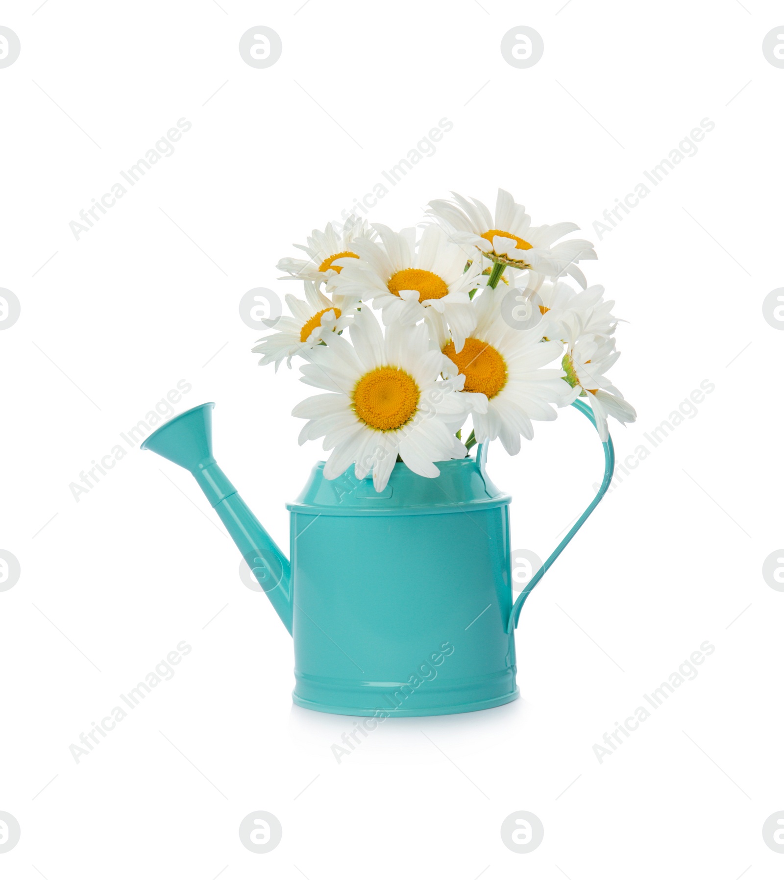 Photo of Watering can with beautiful chamomile flowers on white background