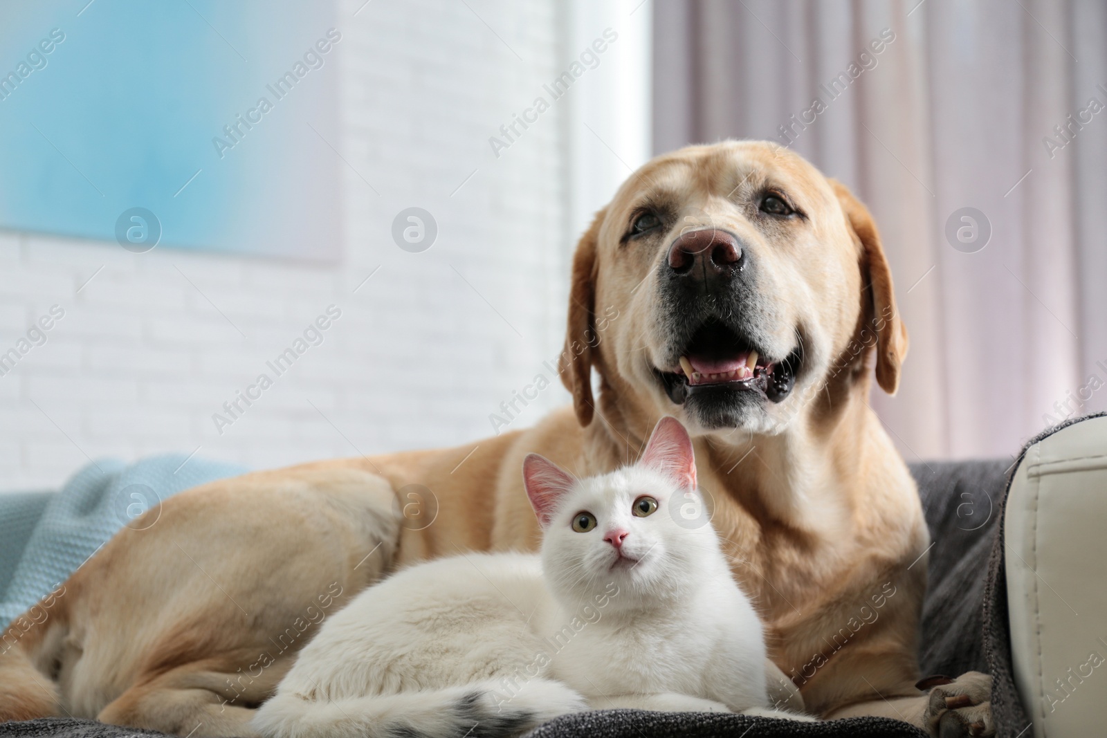 Photo of Adorable dog and cat together on sofa indoors. Friends forever