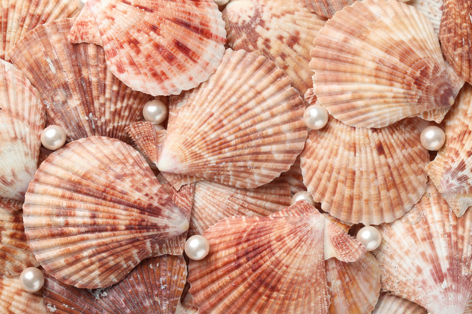 Photo of Beautiful sea shells and pearls as background, top view