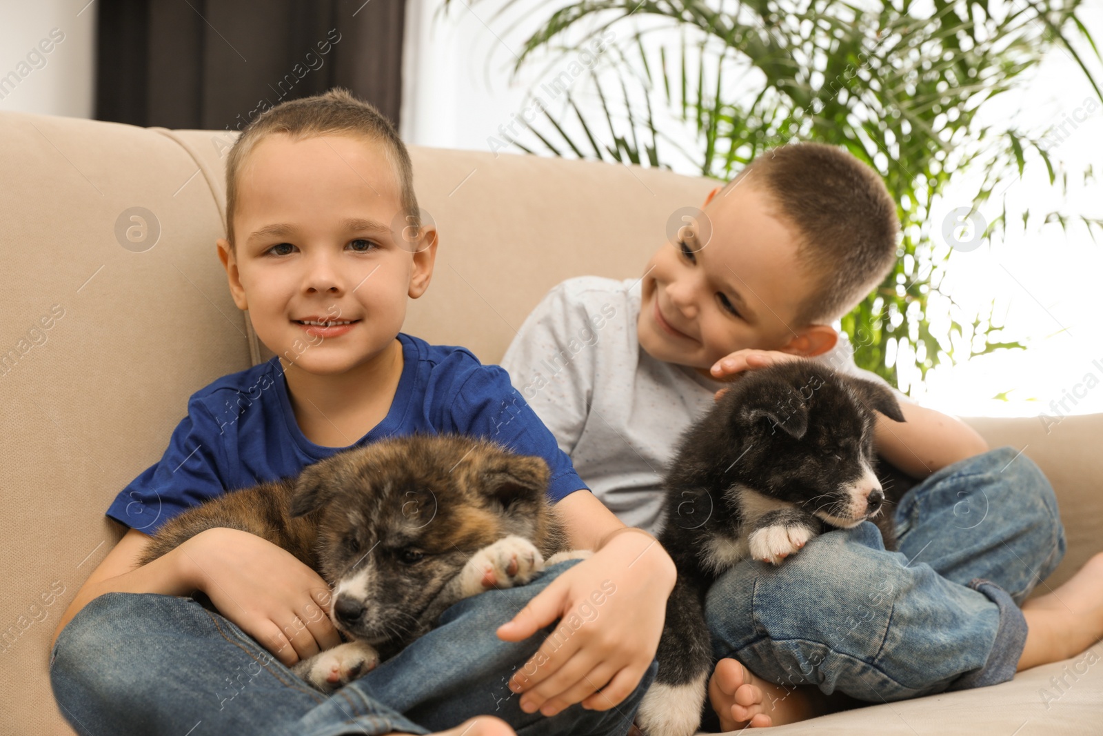 Photo of Little boys with Akita inu puppies on sofa at home. Friendly dogs