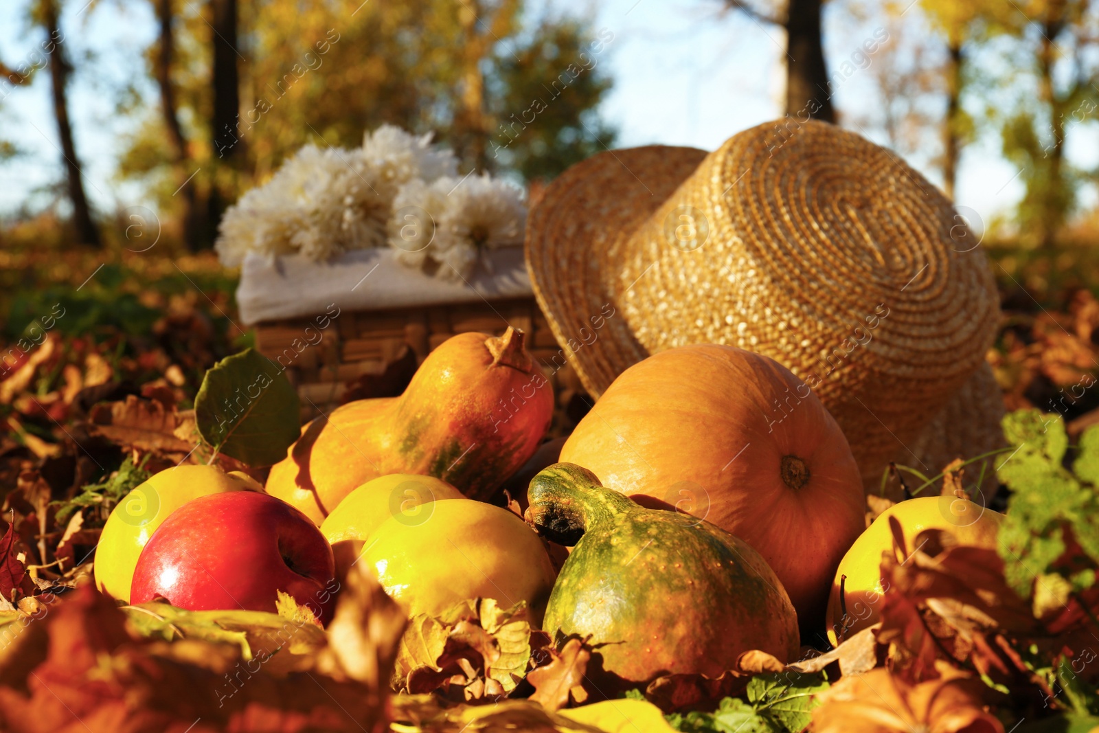 Photo of Ripe pumpkins, fruits, straw hat and flowers on fallen leaves in autumn park