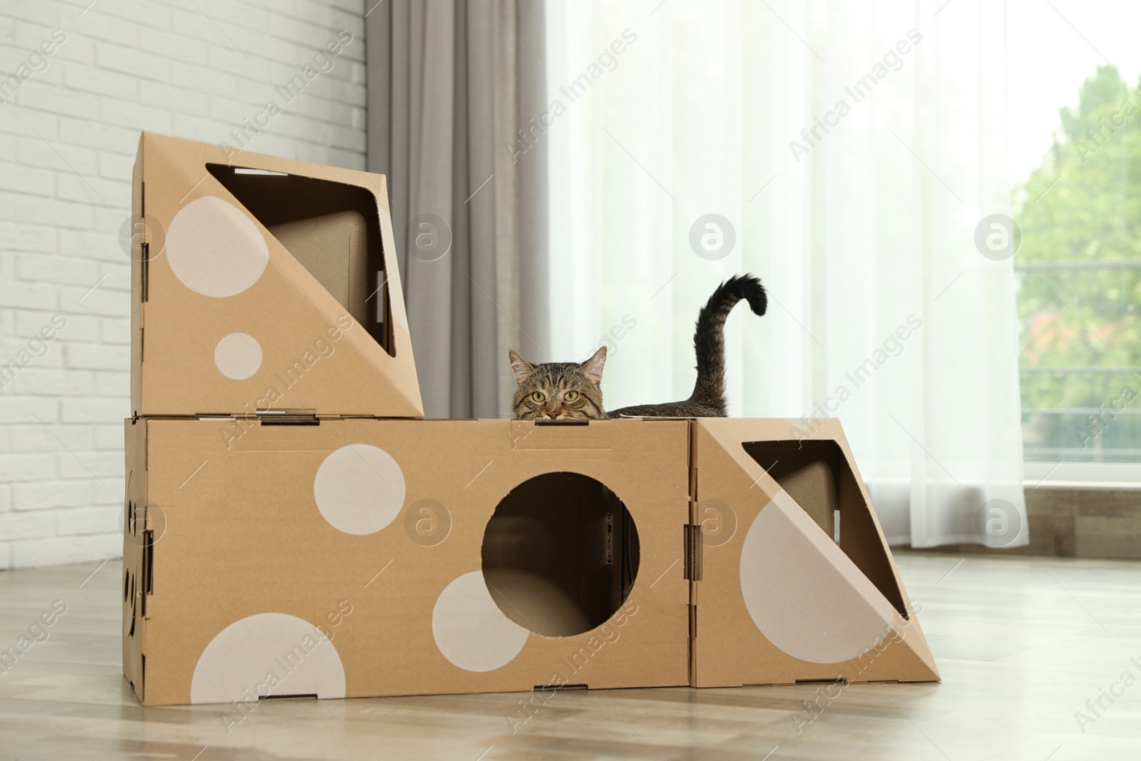 Photo of Cute tabby cat near cardboard house in room. Friendly pet