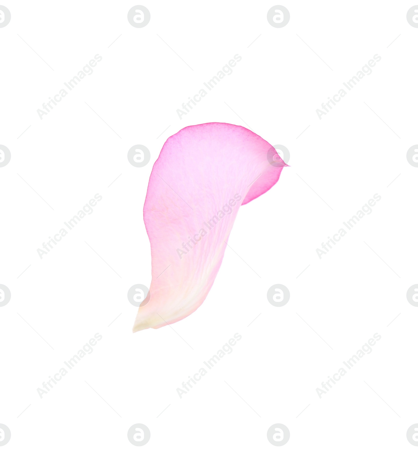 Photo of Tender pink rose petal isolated on white