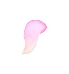 Photo of Tender pink rose petal isolated on white