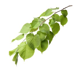 Photo of Branch of linden tree with young fresh green leaves isolated on white. Spring season