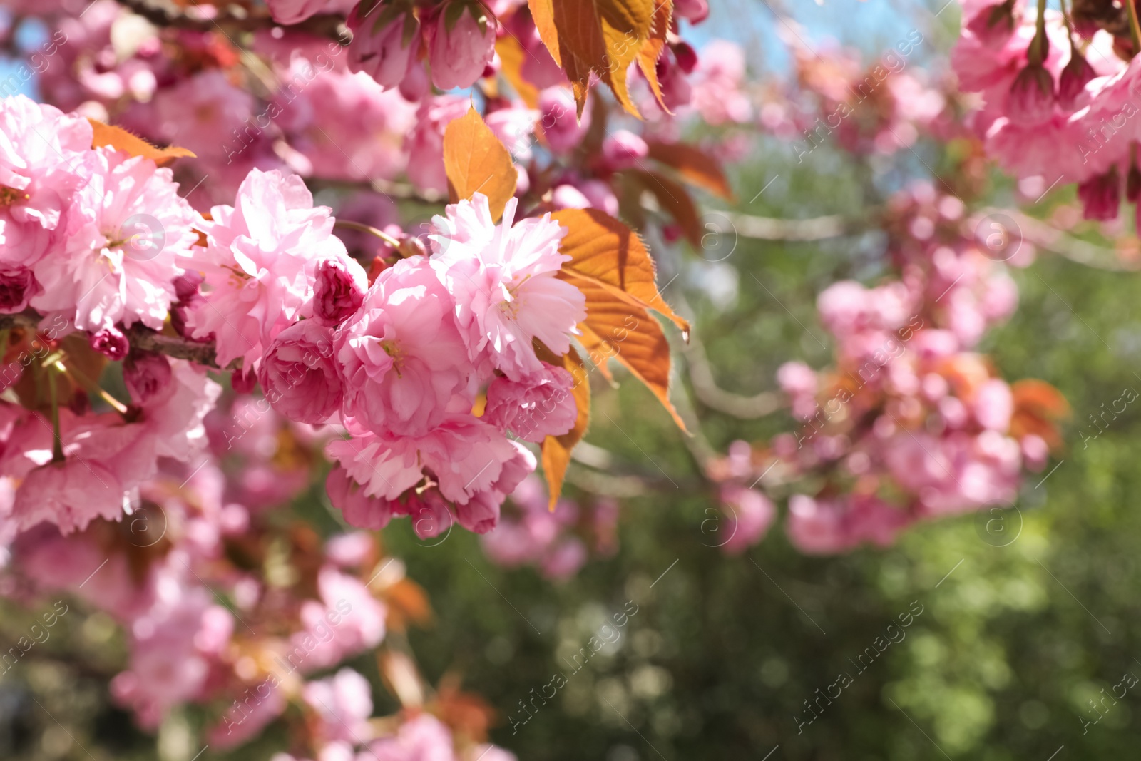 Photo of Sakura tree with beautiful blossoms on spring day outdoors