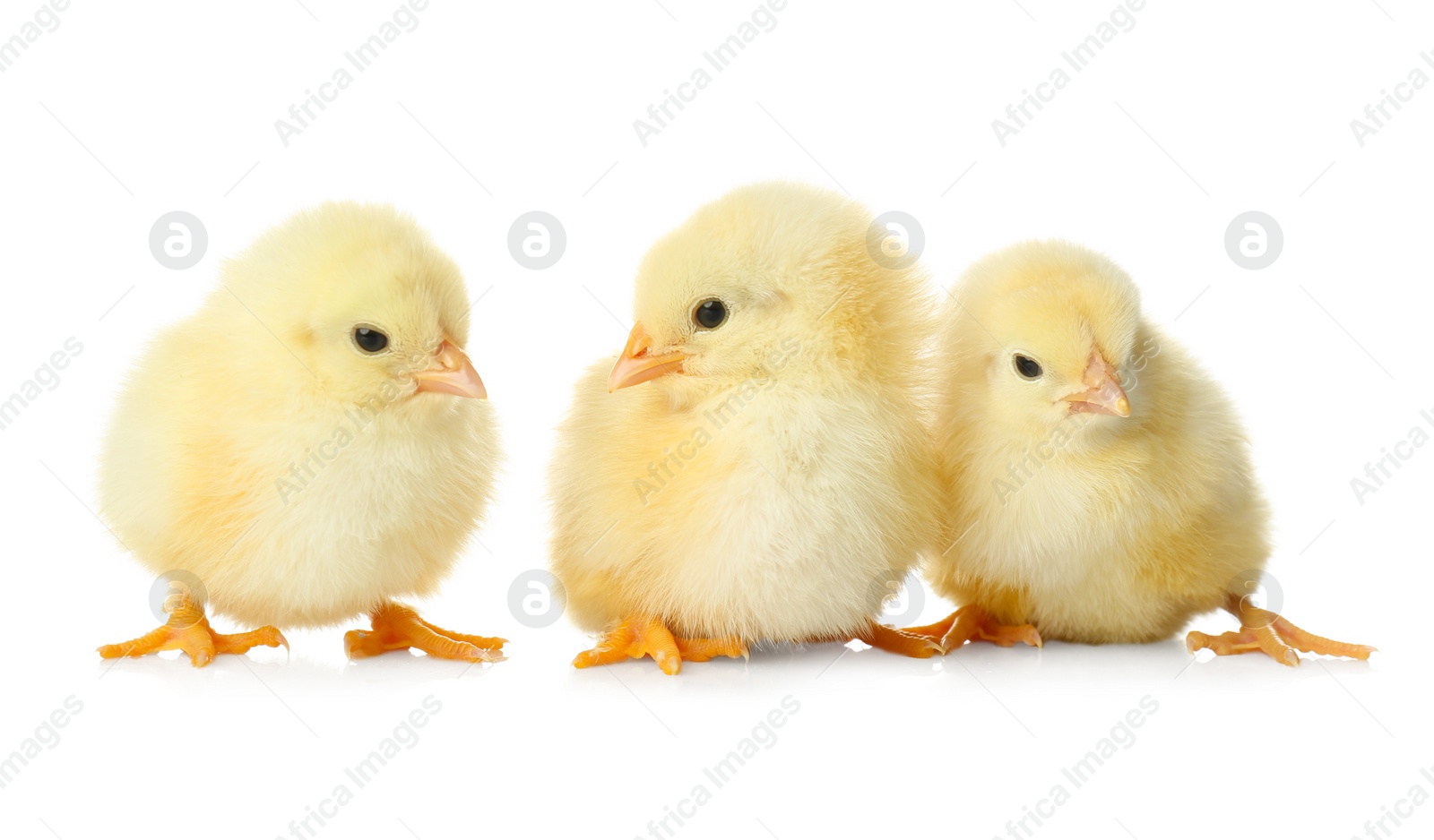 Photo of Cute fluffy baby chickens on white background. Farm animals