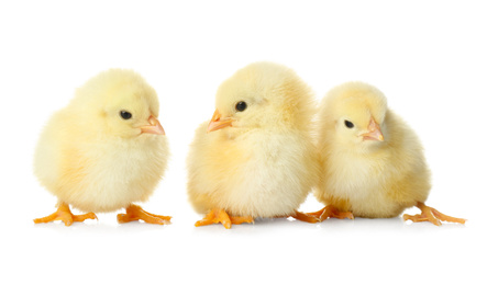 Cute fluffy baby chickens on white background. Farm animals