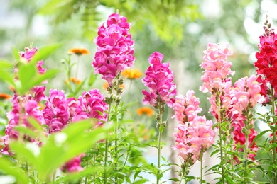 Photo of Beautiful spring flowers in garden on sunny day