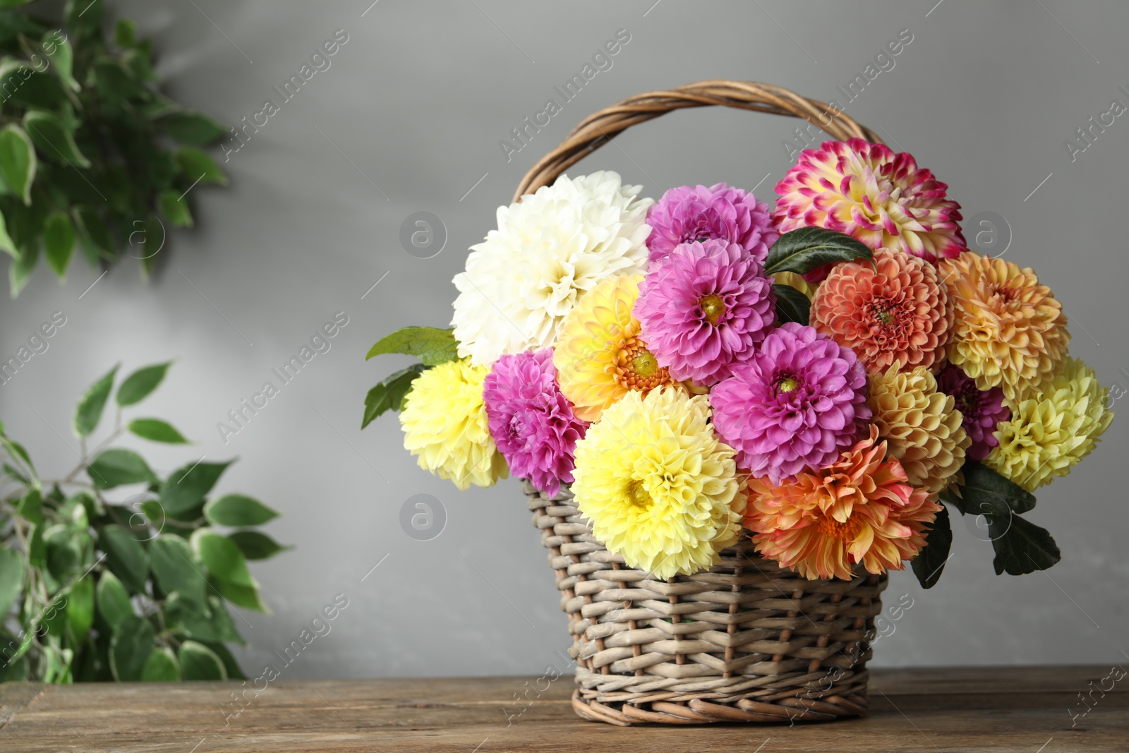 Photo of Basket with beautiful dahlia flowers on wooden table indoors