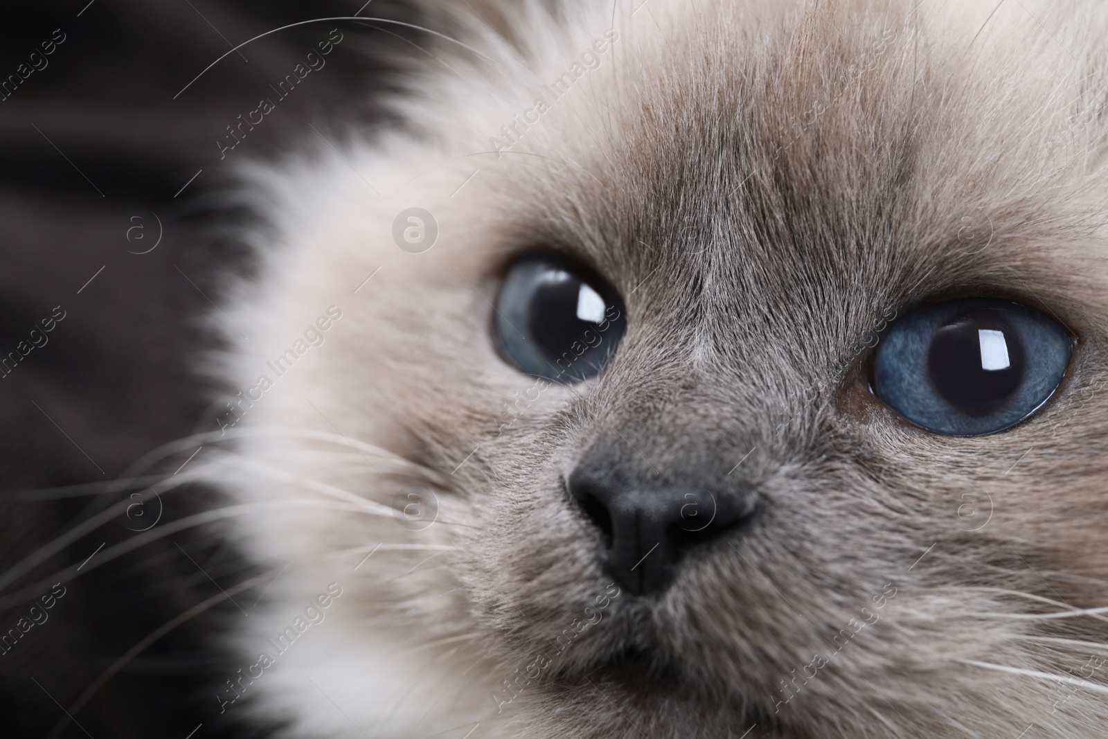 Photo of Birman cat with beautiful blue eyes on dark background, closeup