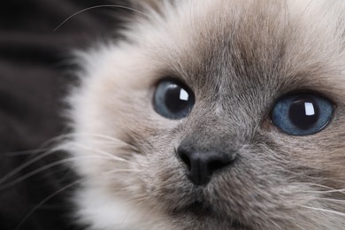 Photo of Birman cat with beautiful blue eyes on dark background, closeup