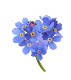 Delicate blue forget me not flowers on white background