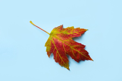 Photo of Beautiful autumn leaf on light blue background, top view