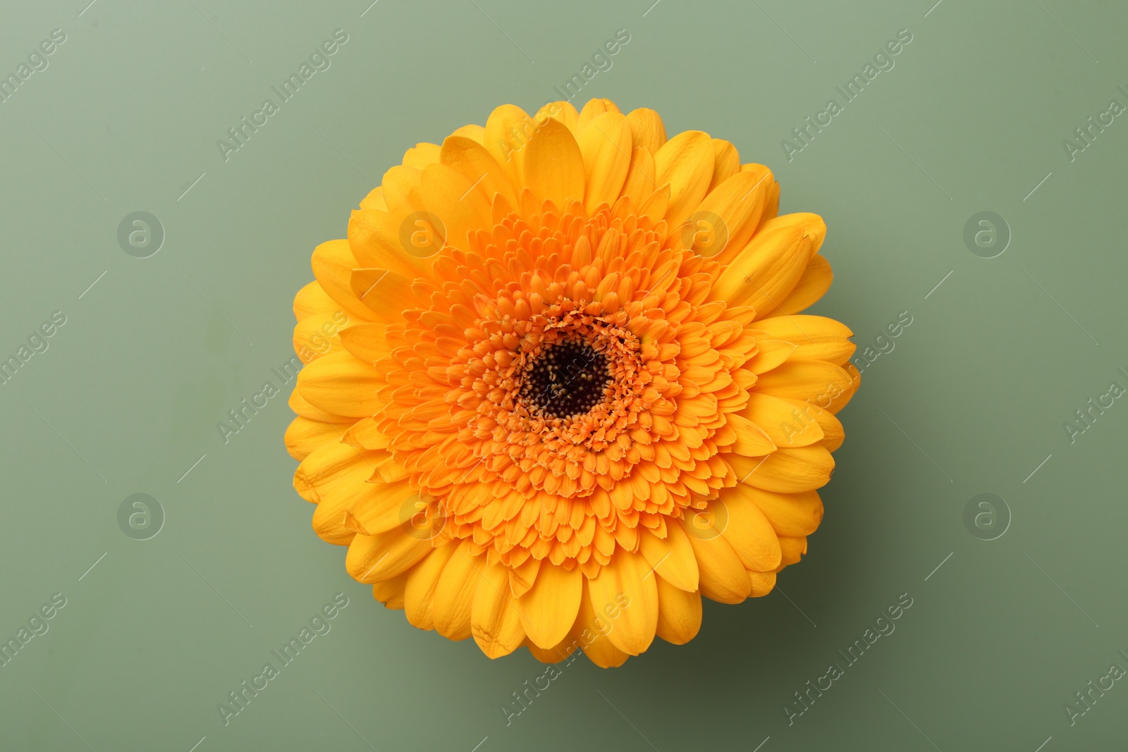 Photo of Beautiful orange gerbera flower on pale green background, top view