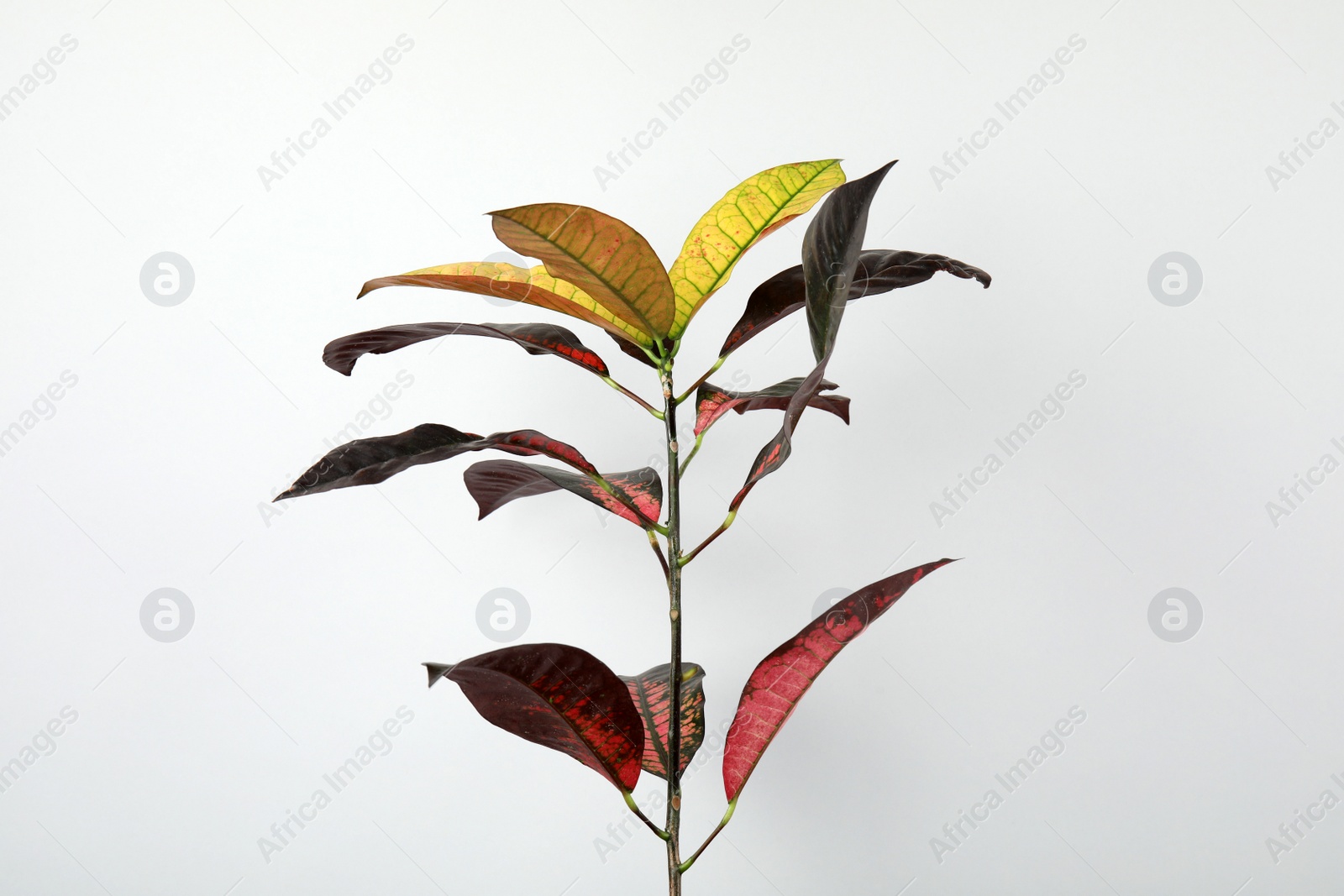 Photo of Beautiful Croton home plant on grey background