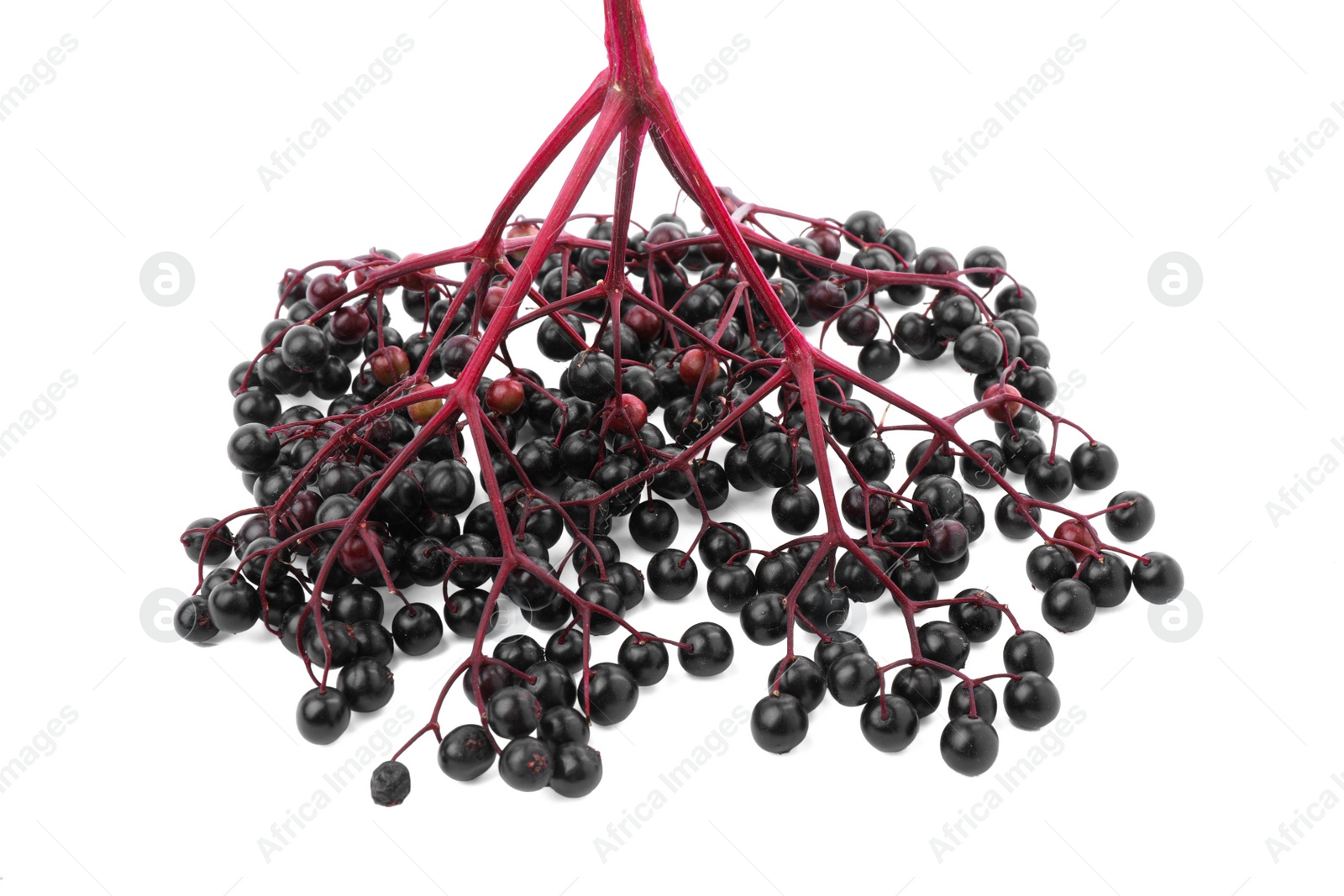 Photo of Bunch of ripe elderberries on white background