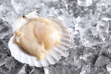 Photo of Fresh raw scallop in shell on ice cubes, closeup. Space for text