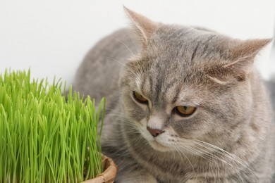 Cute cat near fresh green grass indoors, closeup