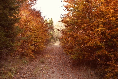 Photo of Picturesque landscape with autumn forest on sunny day