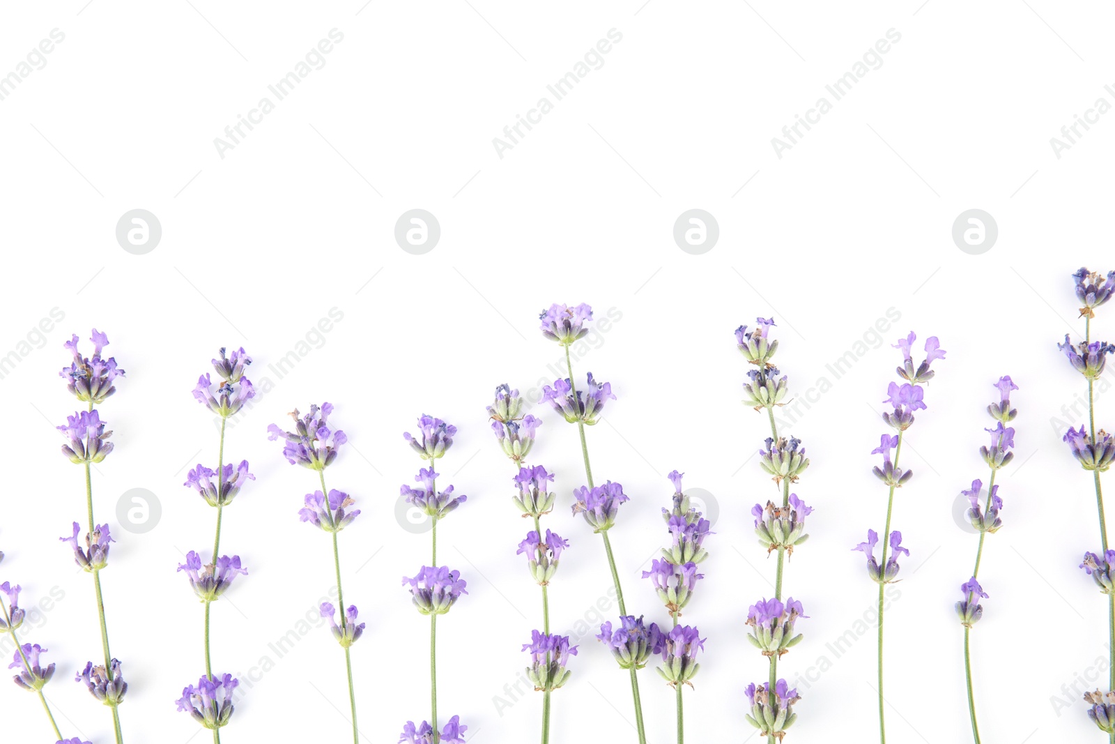 Photo of Beautiful tender lavender flowers on white background, top view