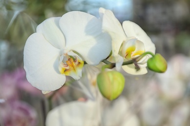 Photo of Beautiful blooming tropical orchid in store, closeup