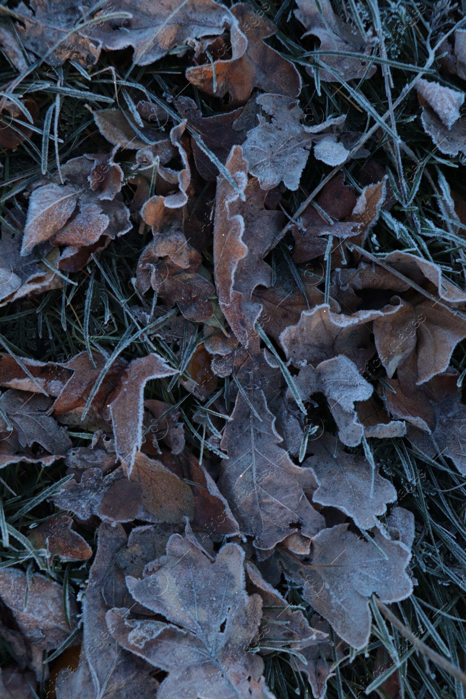 Photo of Beautiful yellowed leaves on grass covered with frost outdoors, top view