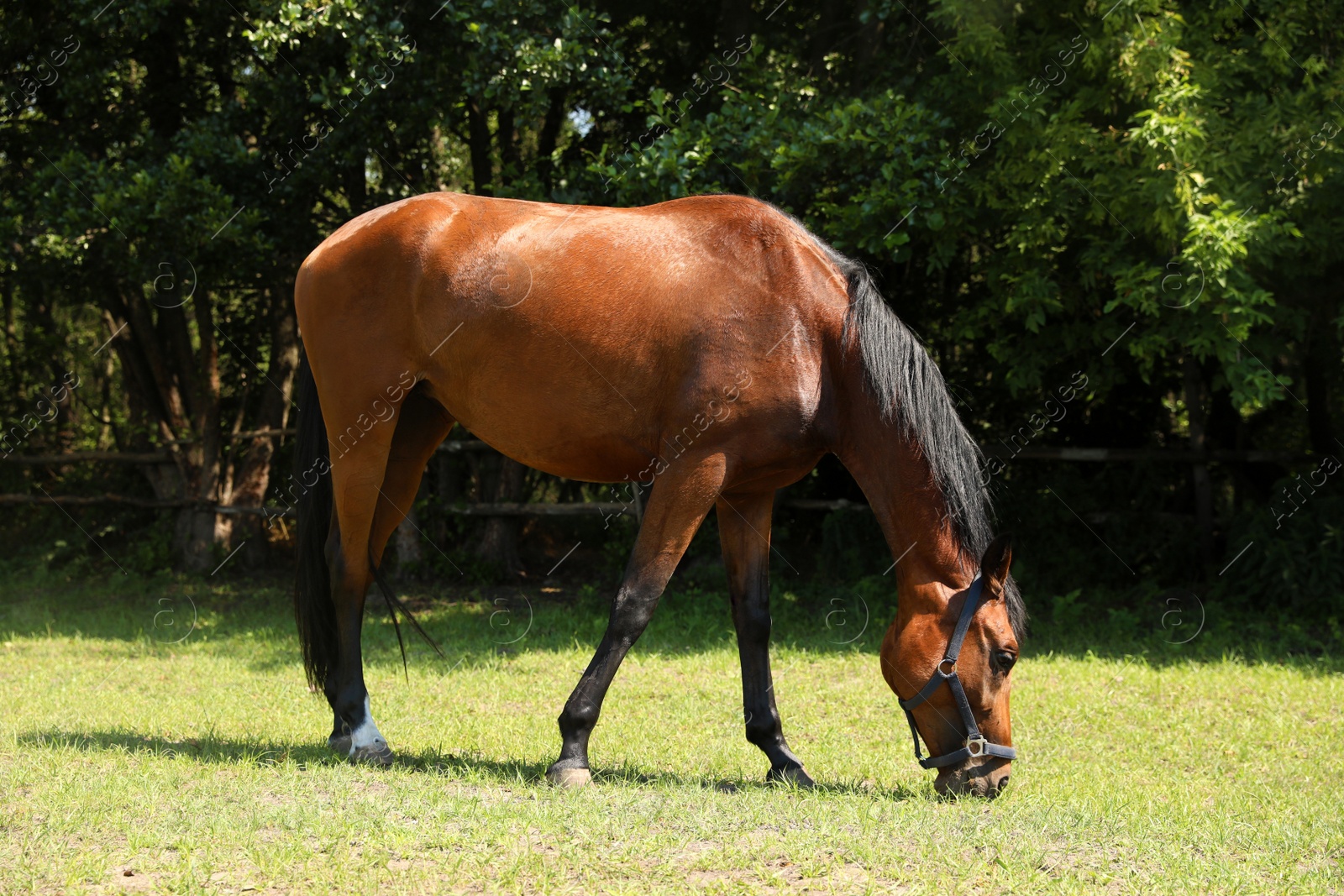 Photo of Bay horse in paddock on sunny day. Beautiful pet